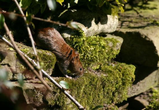 Bank Vole <i>Clethrionomys glareolus</i>